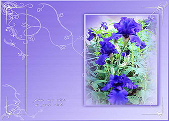 Spring Iris