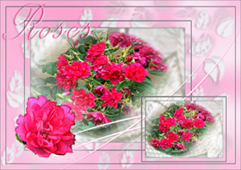 Roses in Summer