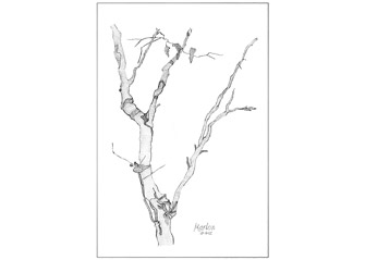 Winter Branch
