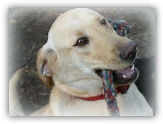 Bailey the Dog