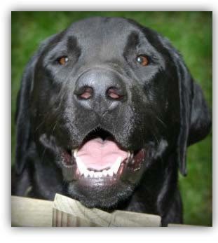 Davis the Dog
