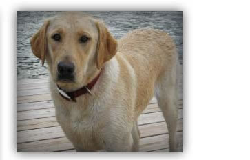 Bailey the Dog