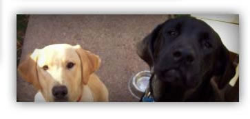 Davis and Bailey